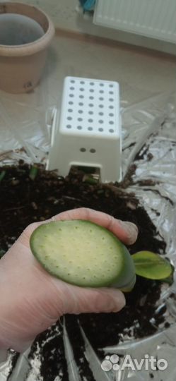 Замиокулькас