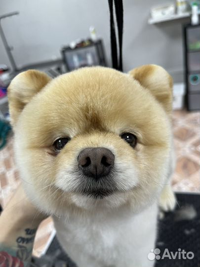 Груминг / стрижка / линька