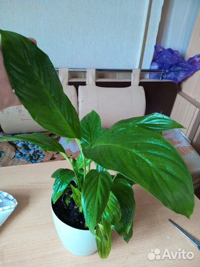 Спатифиллум, алоэ, декабрист, маранта