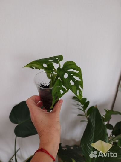 Монстера Манки