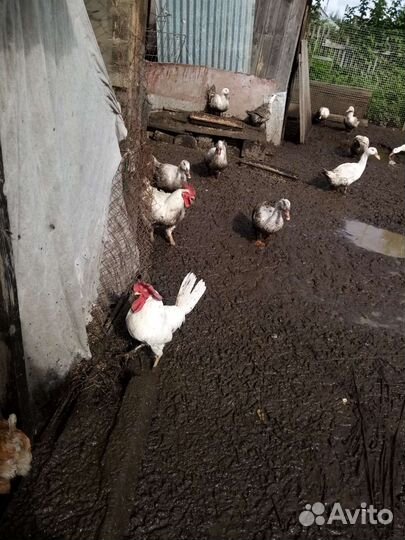 Индоутята, муларды