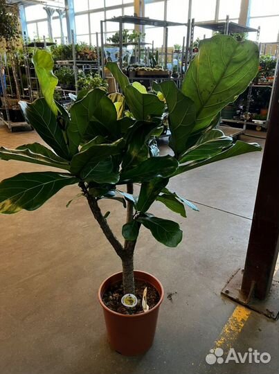 Фикус лирата разветвлённый H 150 см
