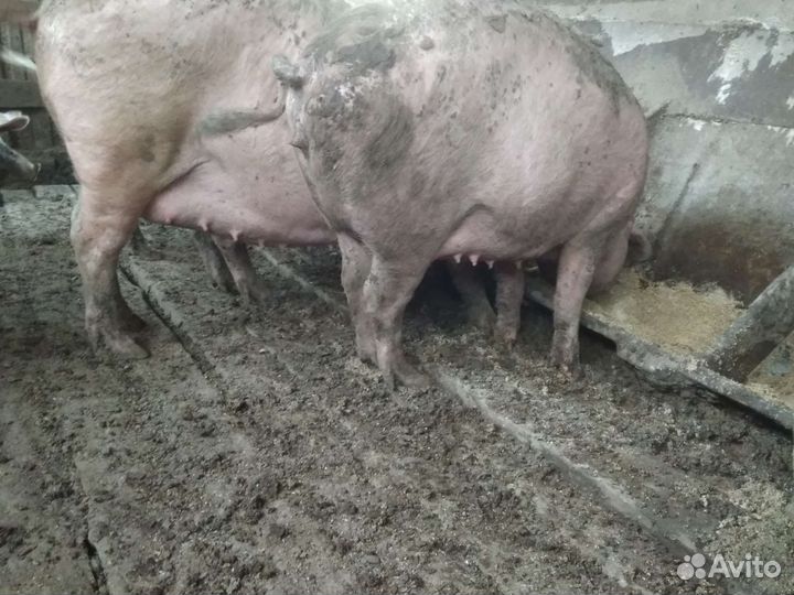 Поросные свиноматки