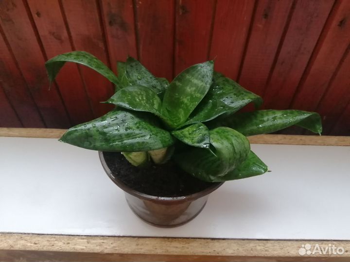 Сансевиерия