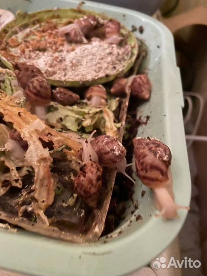 Улитки ахатины маленькие