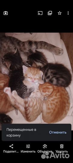 Котятки табби в добрые руки