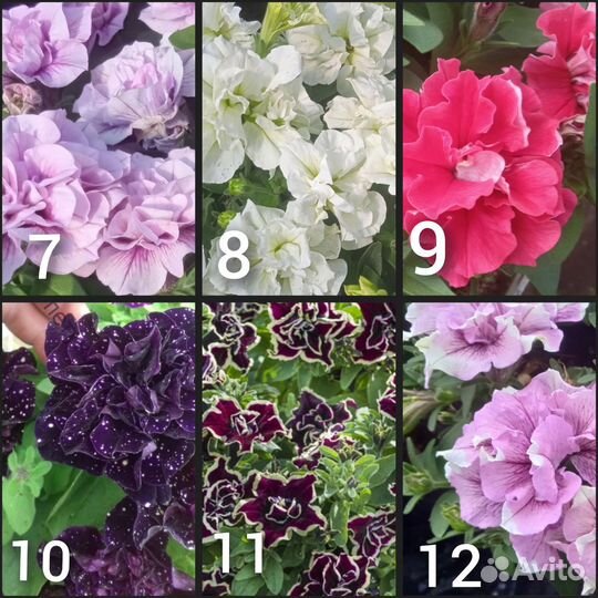 Черенки петунии вегетативной (ампельной)