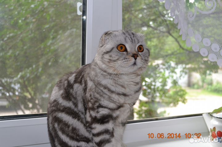 Вязка, шотландский фолд выезжает к кошечке