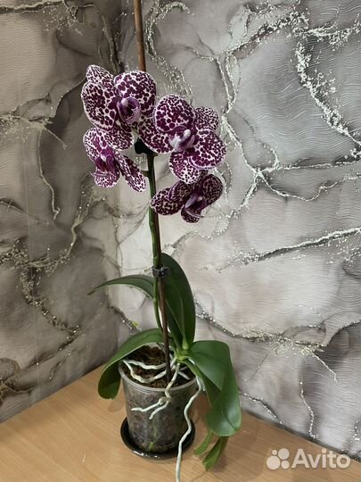 Орхидея Дикий кот