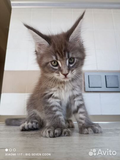 Котëнок Мейн-кун полидакт