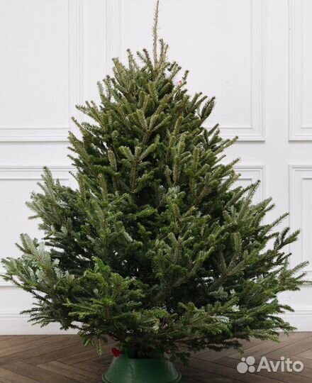 Пихта Фразера