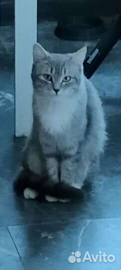 Котята в дар