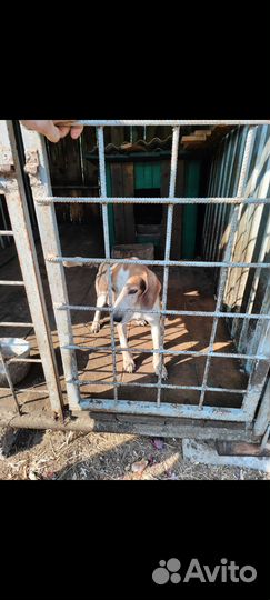 Эстонская гончая щенки