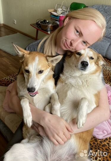 Выгул собак. Передержка