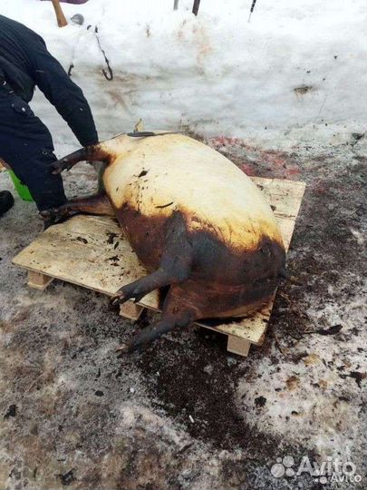 Забой свиней