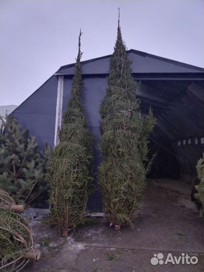 Ель новогодняя высотой до 12 метров