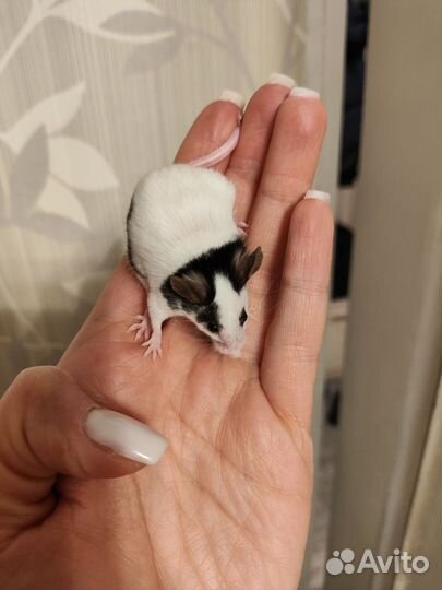 Японские мышки,восточные слепушонки, мастомисы