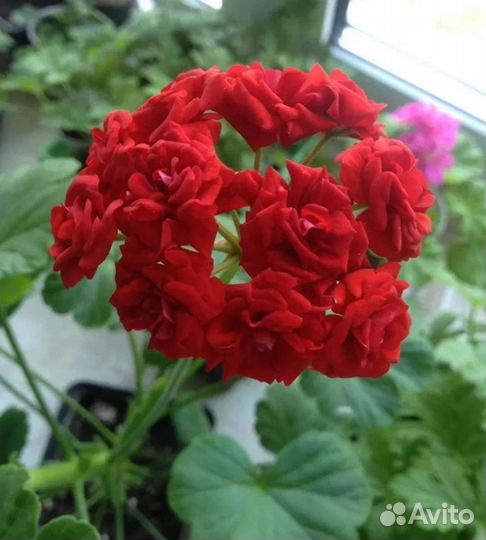 Пеларгония розебудная красная