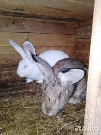 Кролики фландер