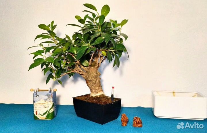 Бонсай подарочный