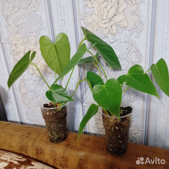 Антуриум-мужское счастье и много разных цветочко