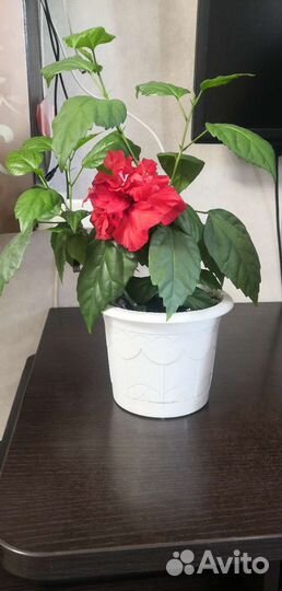 Гибискус китайская роза