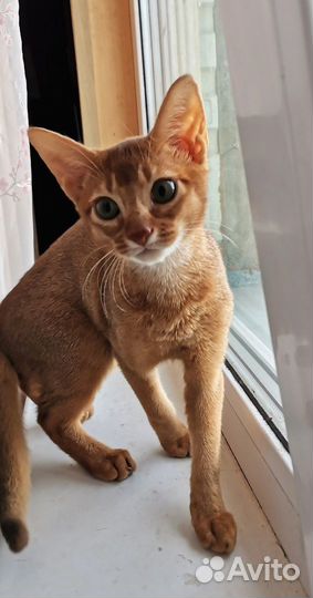 Котенок абиссинский (соррель)
