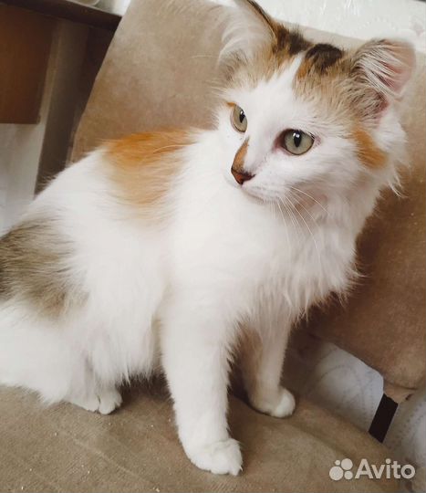 Кошечка Люси(стерилизованная)