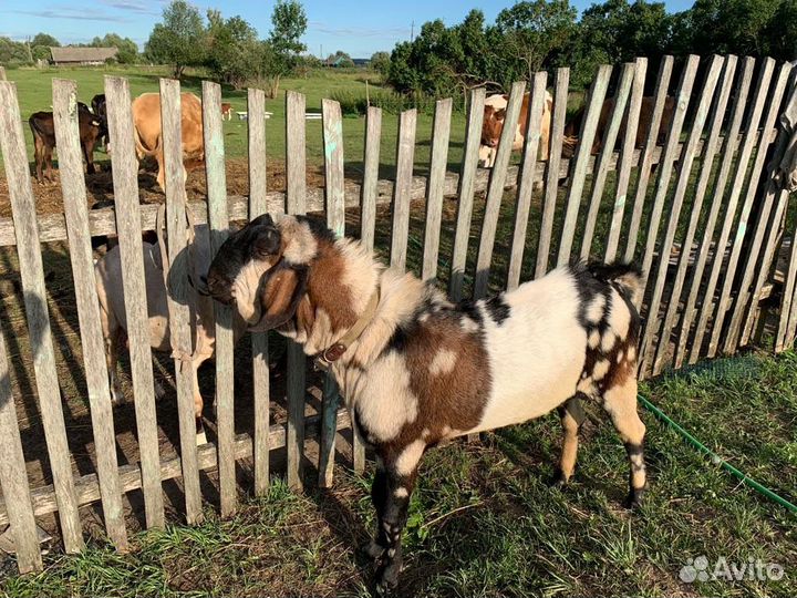 Англо-нубийский козел на вязку