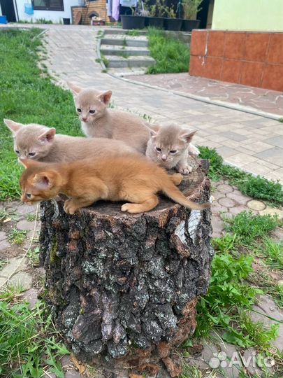 Абиссинская кошка, котята