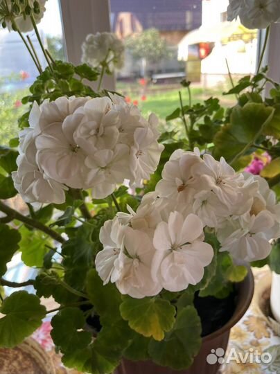 Пеларгония / герань разные сорта