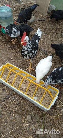 Леггорн далматинец, карликовый кохинхин