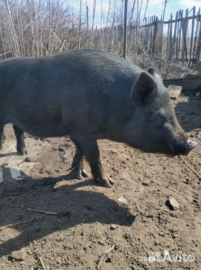 Поросята вьетнамские и вьетнамские смешанные