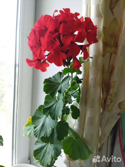 Продам цветы комнатные