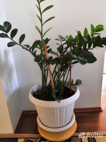 Замиокулькас