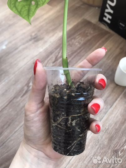 Комнатные растения цветы