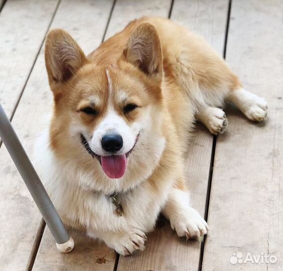 Передержка кошек и собак в загородном доме