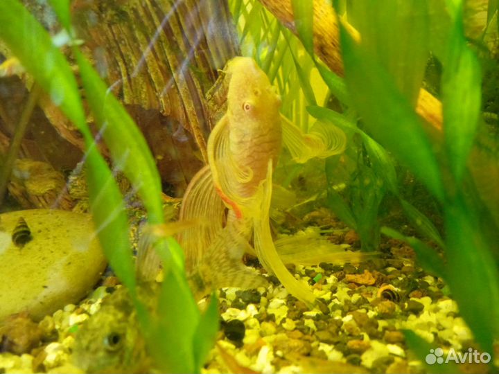 Сомики анциструсы золотистые