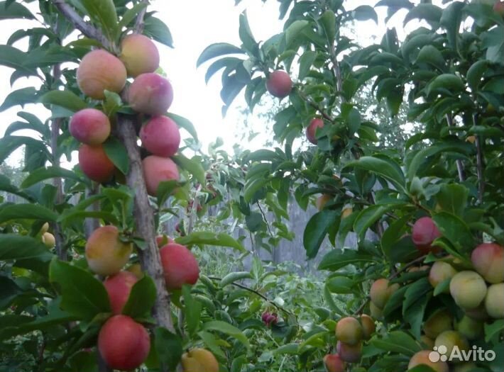 Слива двулетняя (сладкие остатки)