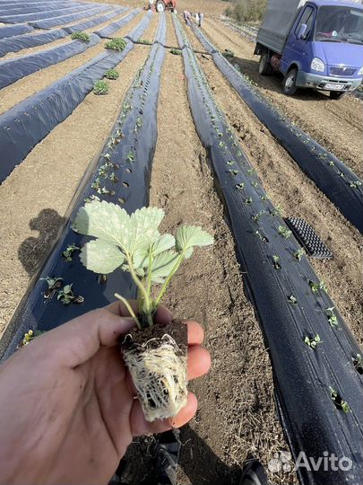 Рассада клубники кассетная