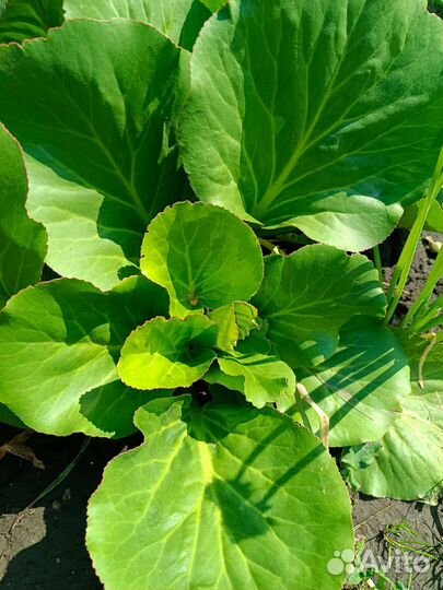 Бадан (слоновьи уши)