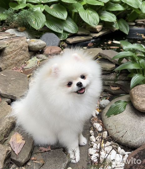 Белый Померанский шпиц тип мишка