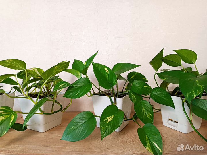 Сциндапсус (эпипремнум золотистый) лиана