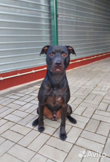 Кобель Питбультерьер для вязки