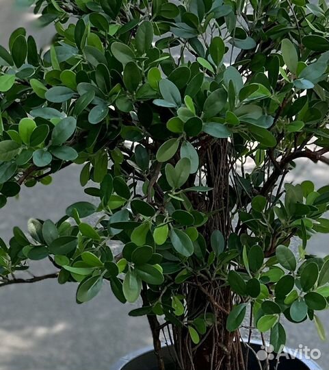 Фикус микрокарпа мокламе