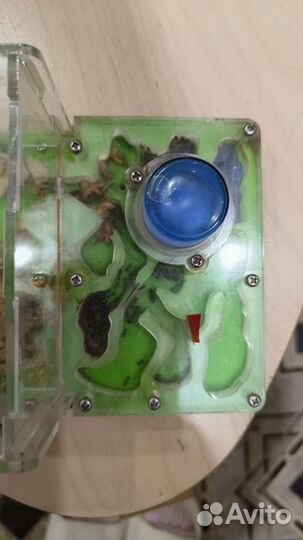 Муравьиная ферма с муравьями