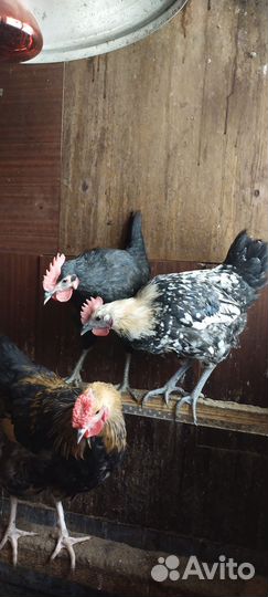 Молодые петухи