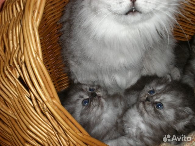 Котята персидской шиншиллы