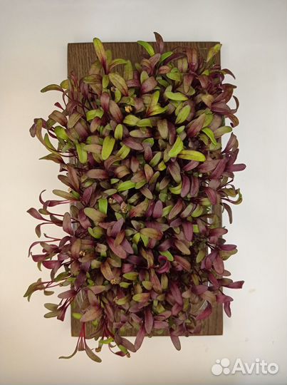 Микрозелень свекла красная в грядке