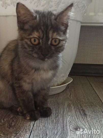 Котенок бесплатно